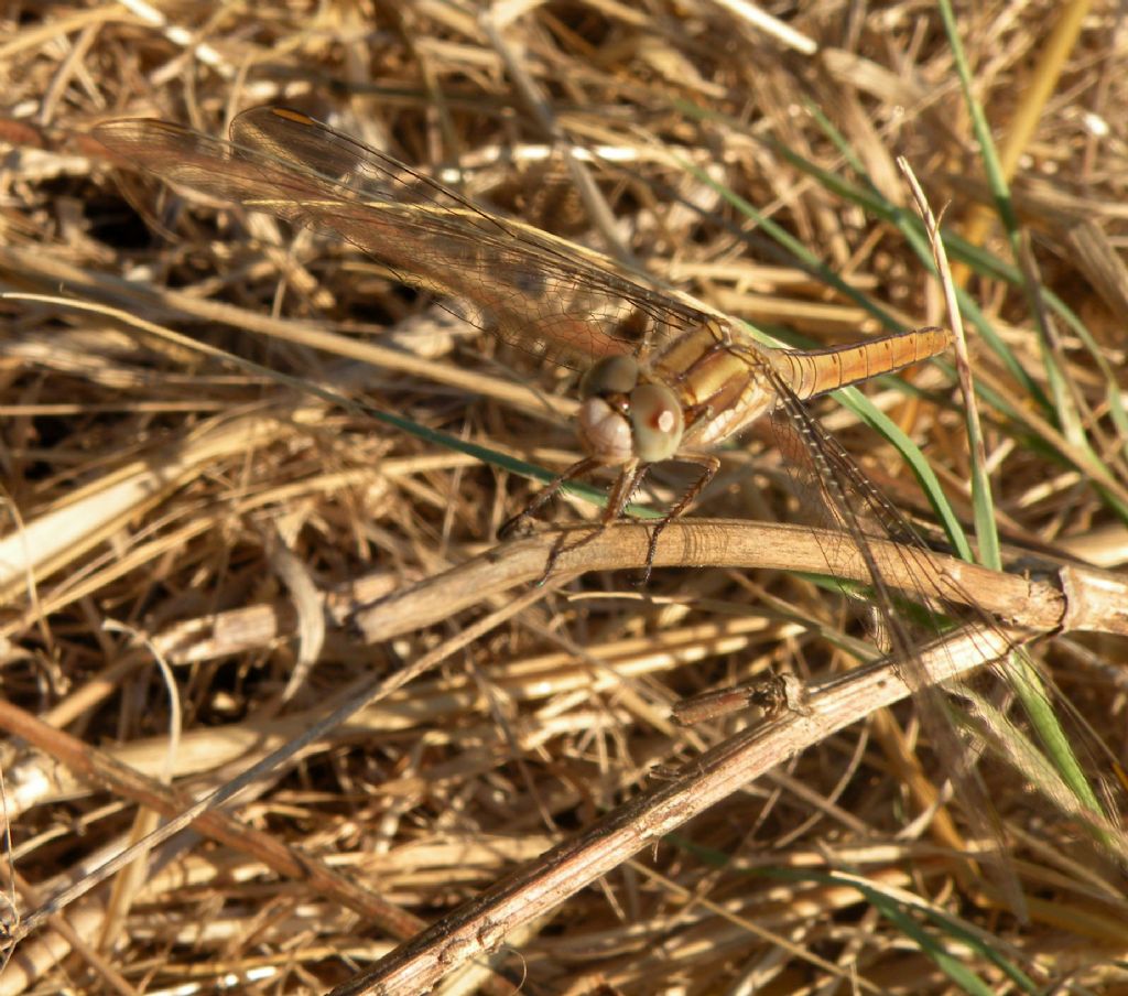 Bronzo olimpico: Orthetrum bronzeum... oops, brunneum!